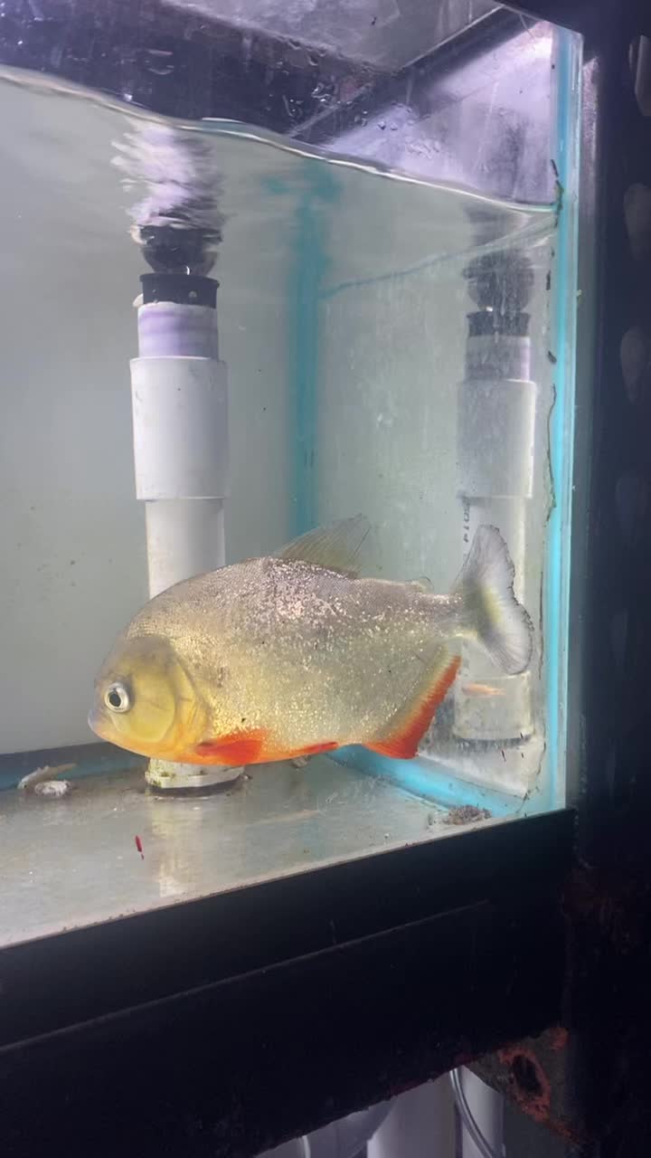 @Aquarium Paradise