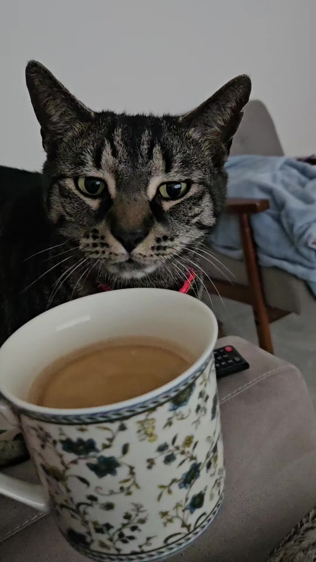 @CatmanScoop