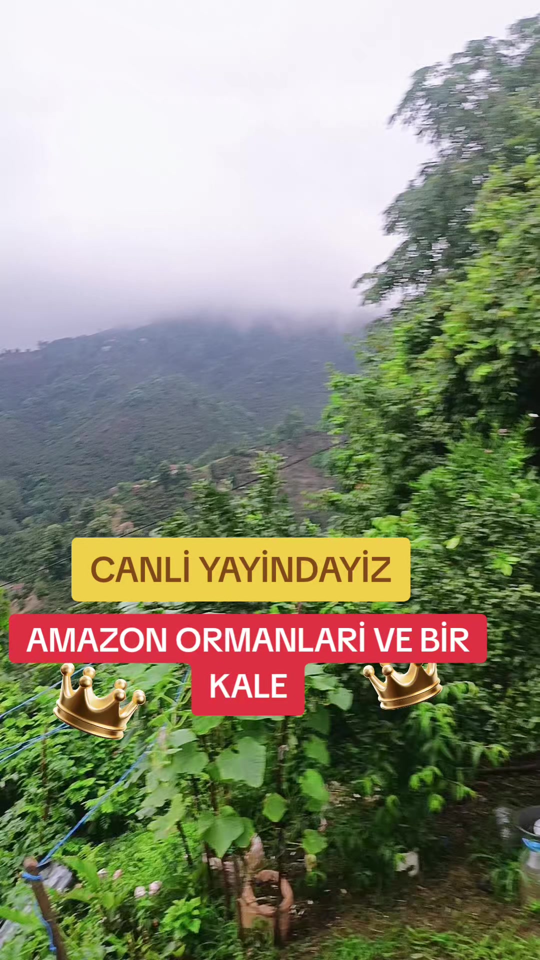 @KRALİYET ÇİTASİ