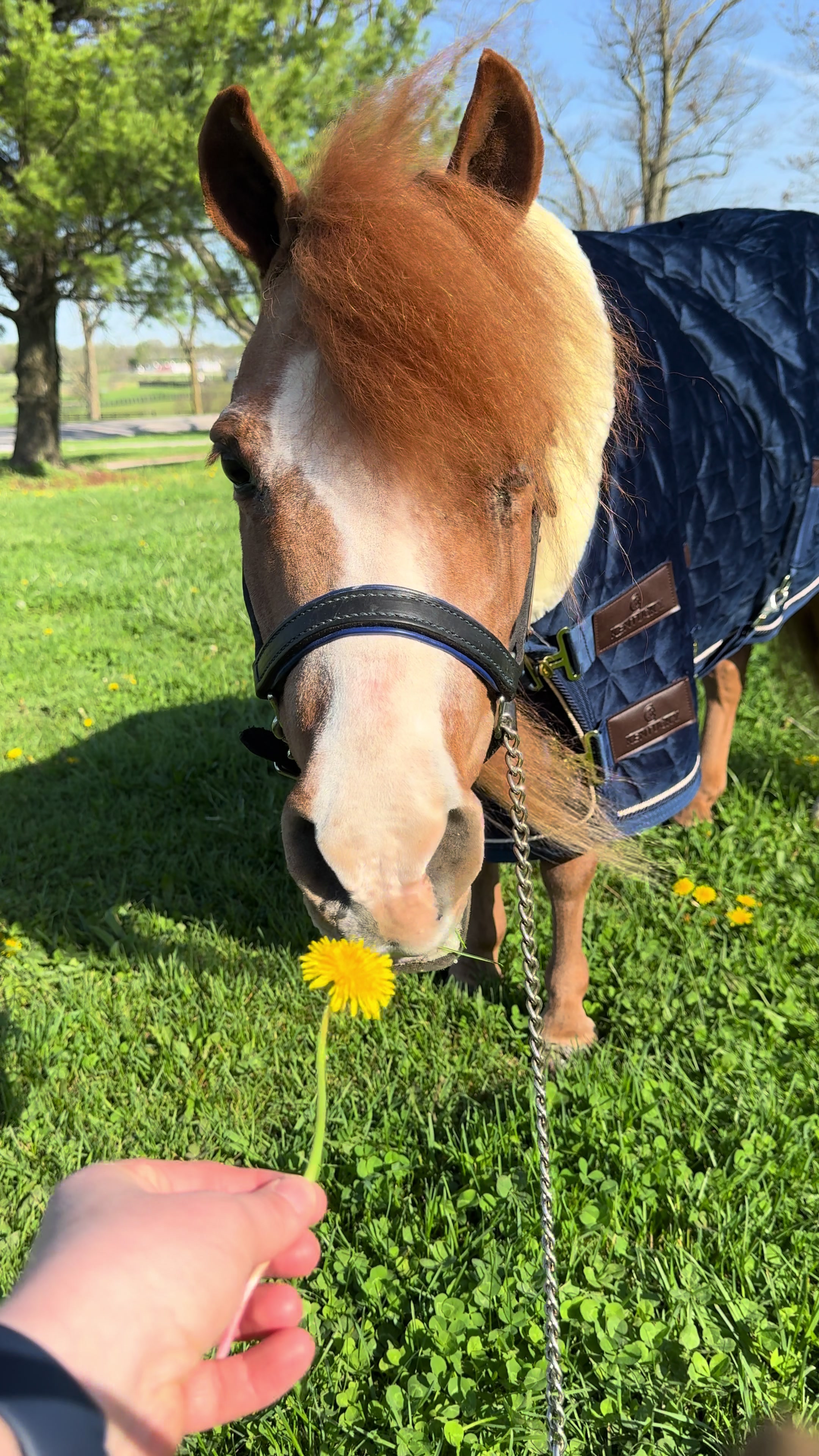 @Sarah & Patrick The Mini Horse
