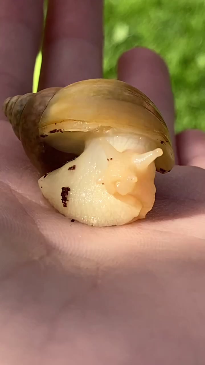 @Улитки ахатины🐌