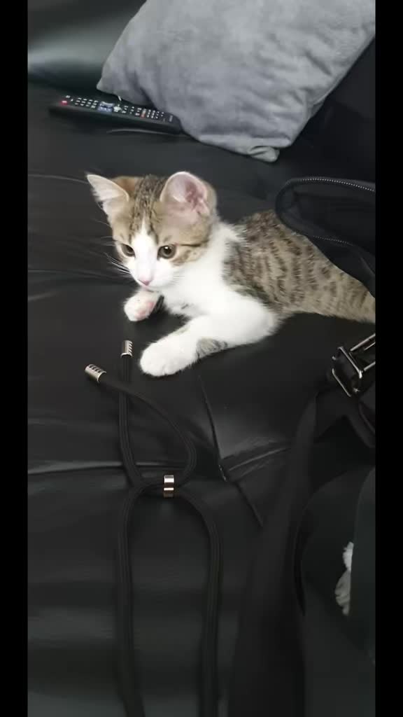 @Minnoş❤💙61