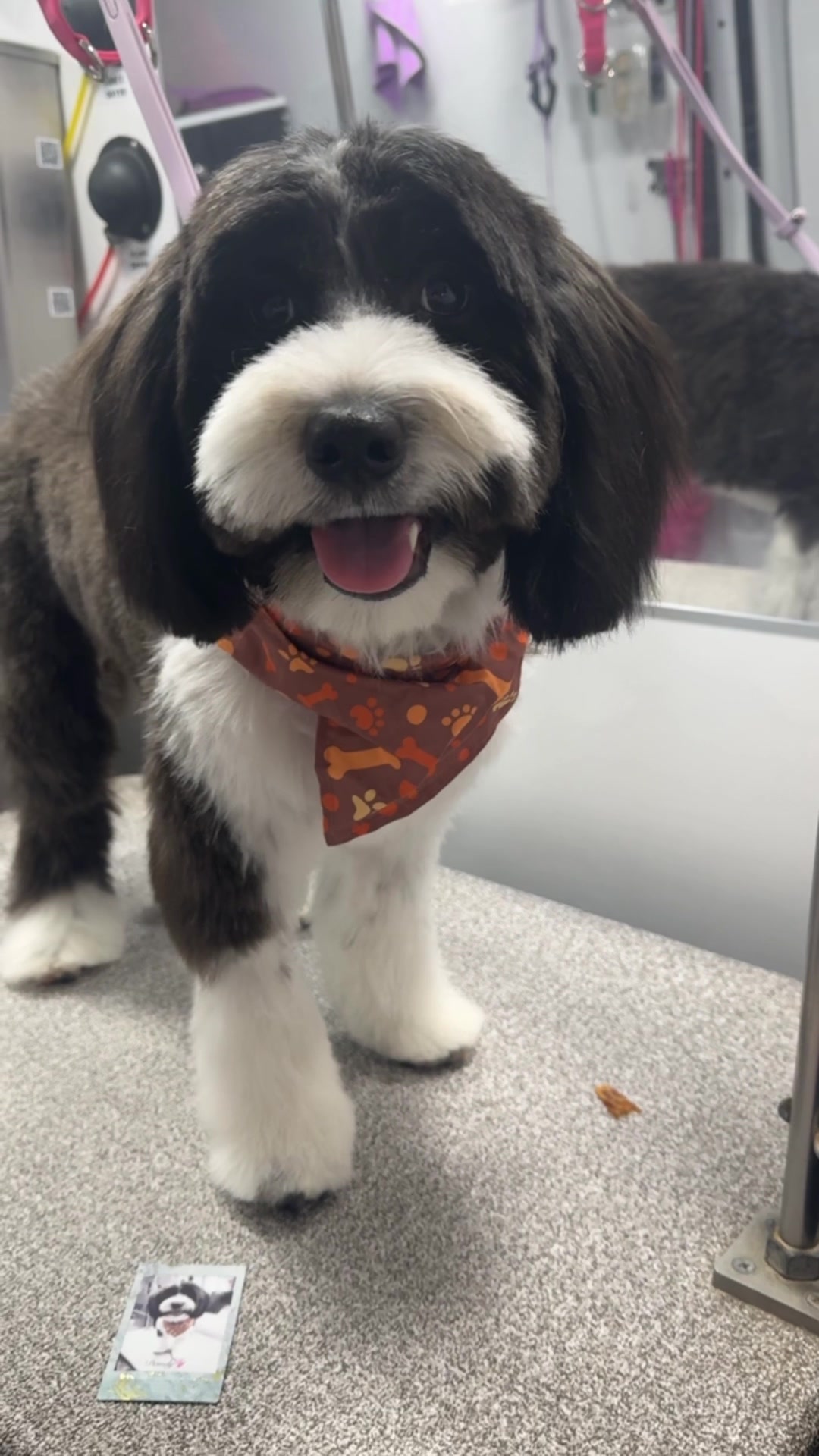 @the_Pawfectionist