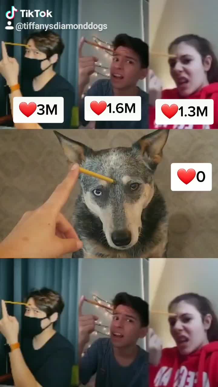 @tiffanysdiamonddogs