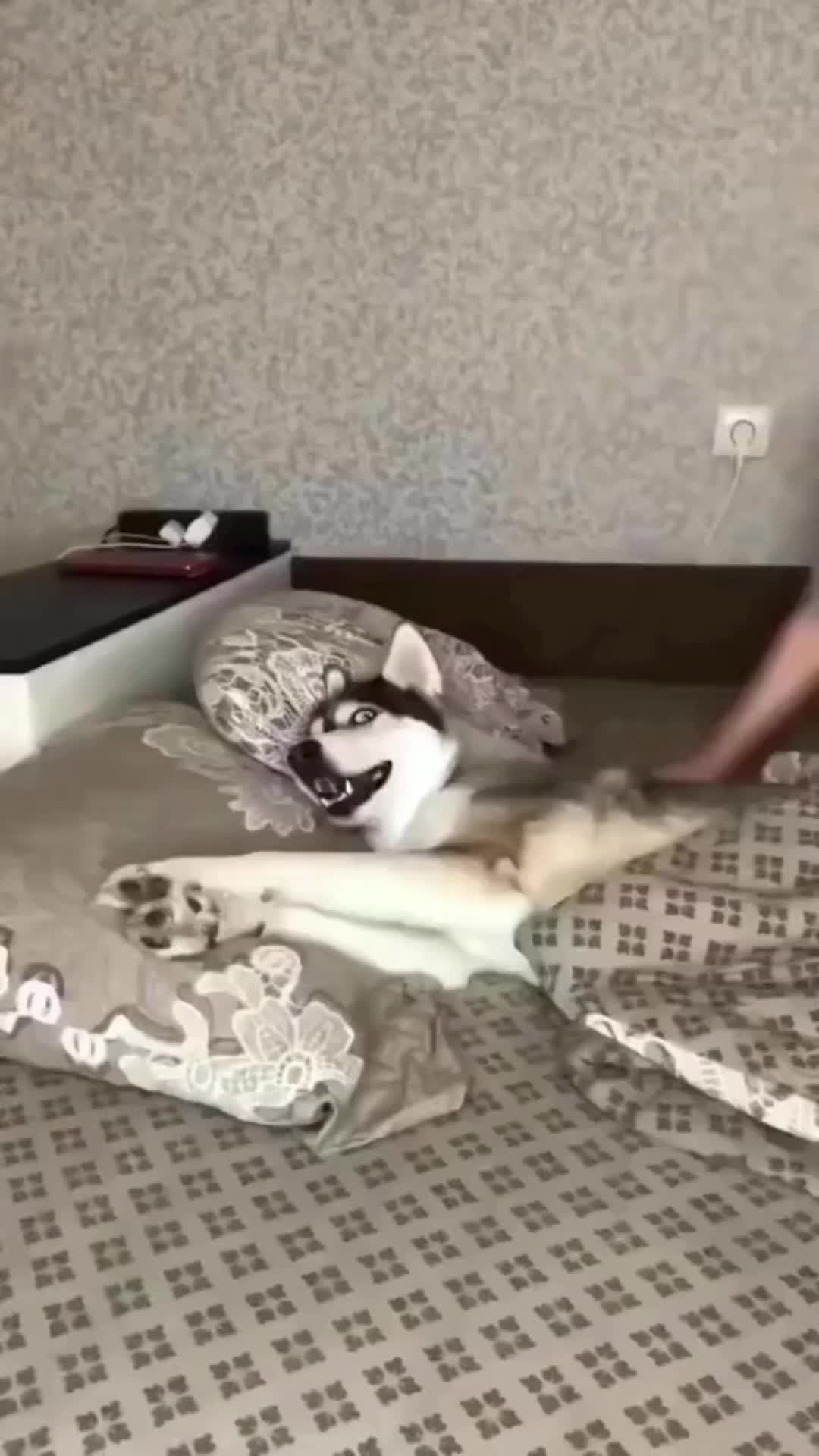@Pet Guru