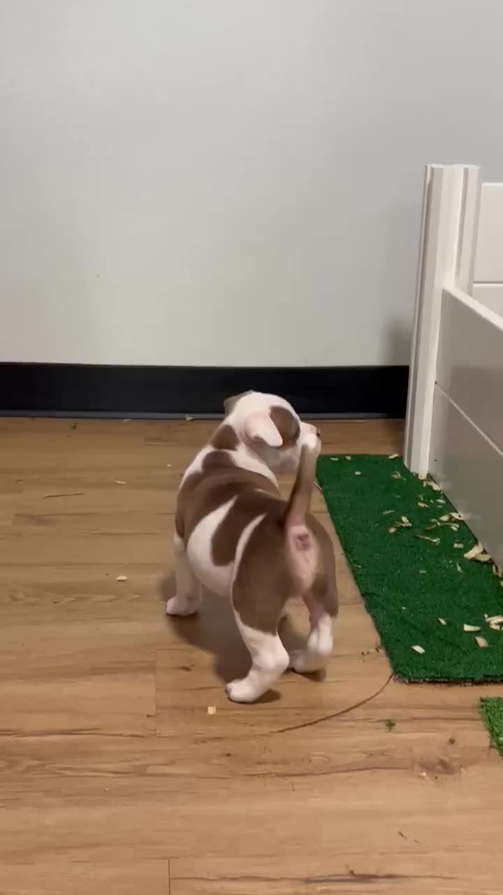 @smithbrothersbullies1