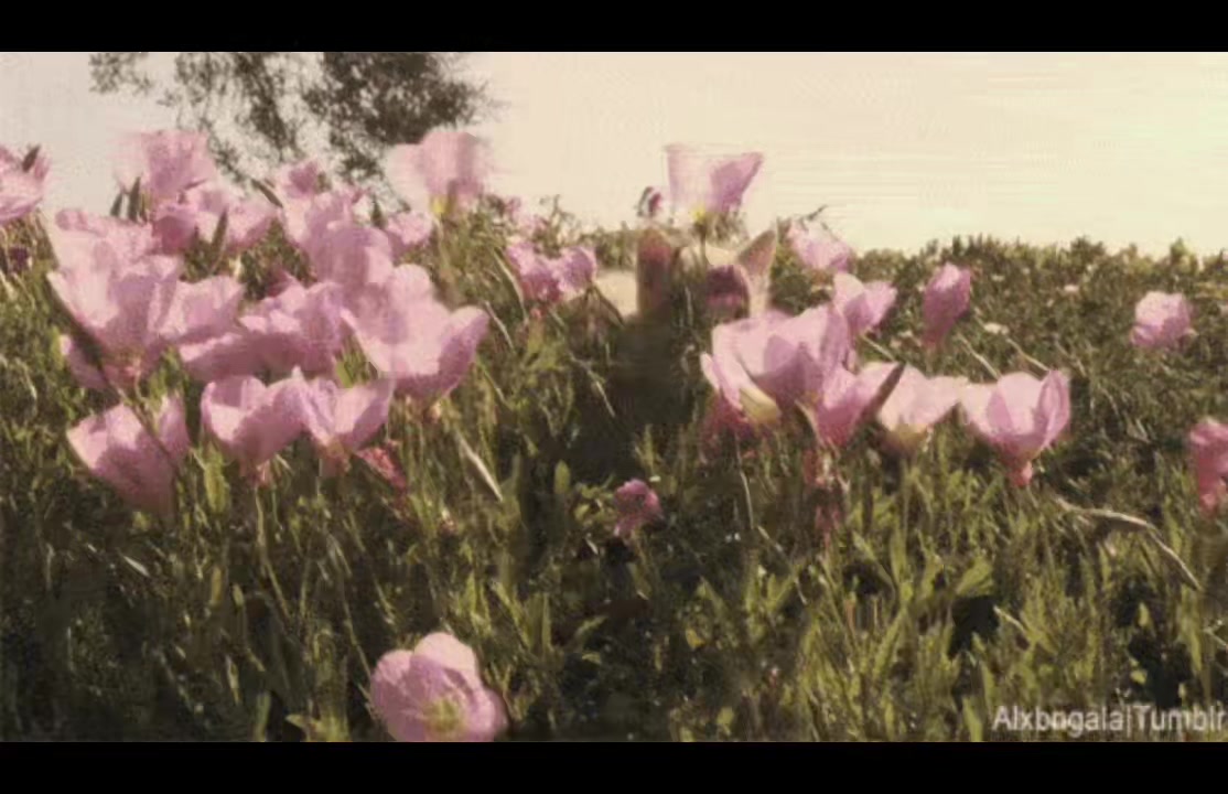 @belle❀⋆