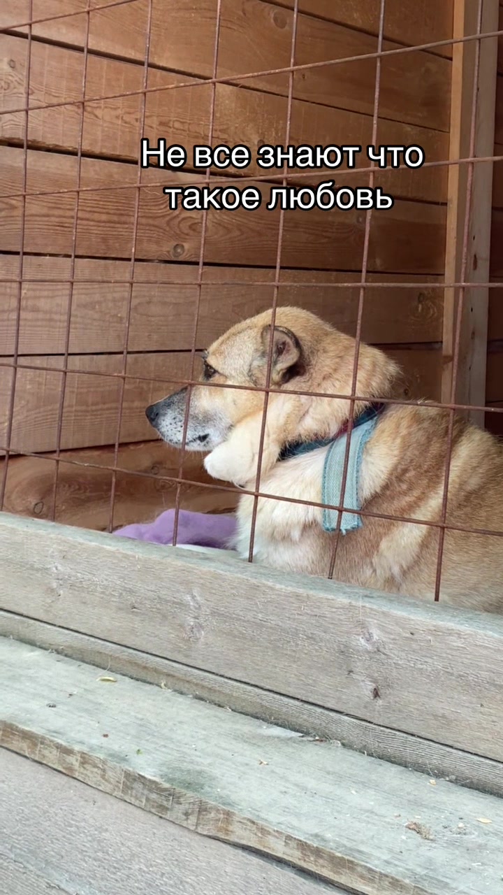@Ульяна о собаках