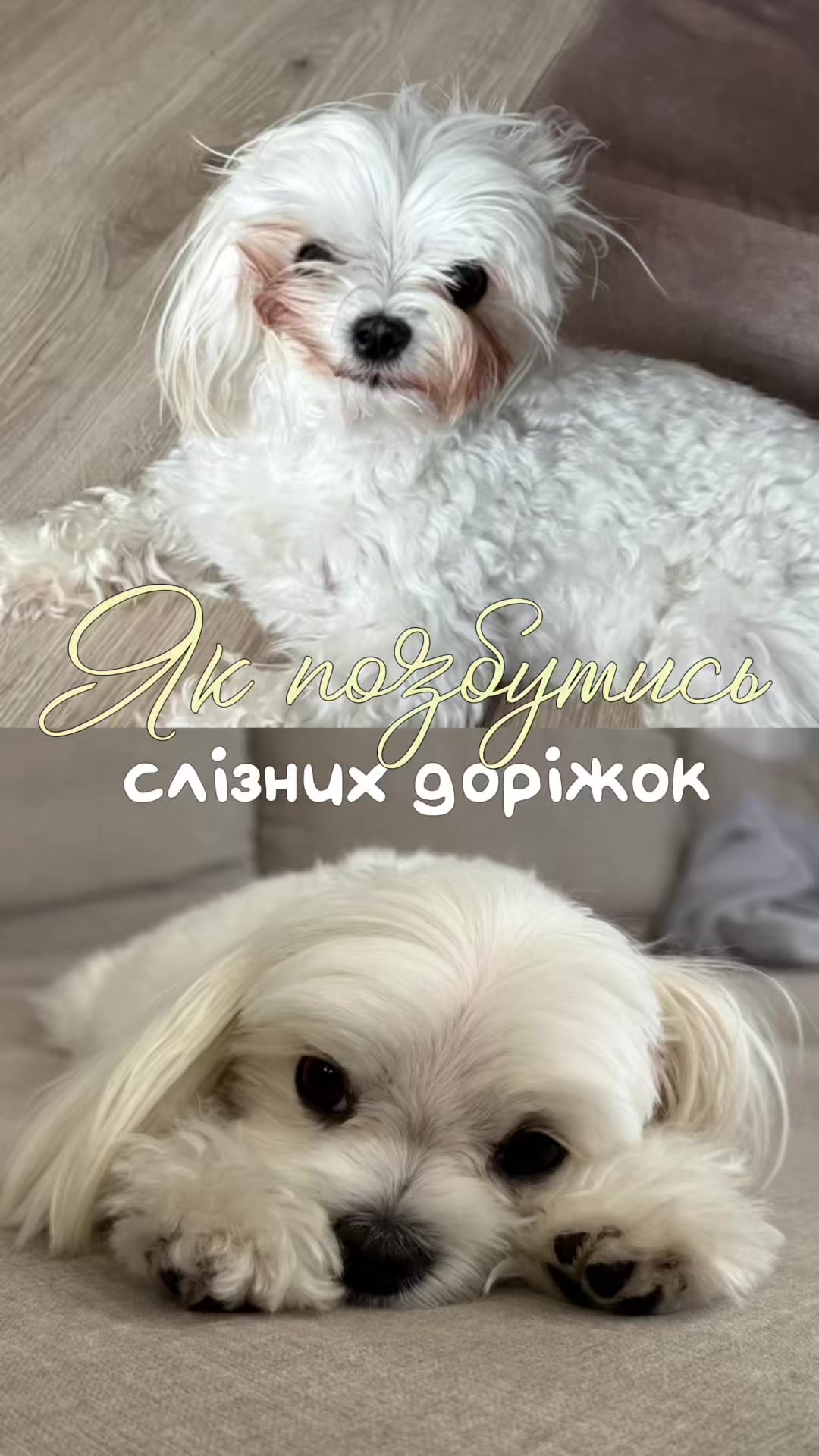 @I'm Eti 🐶🇺🇦