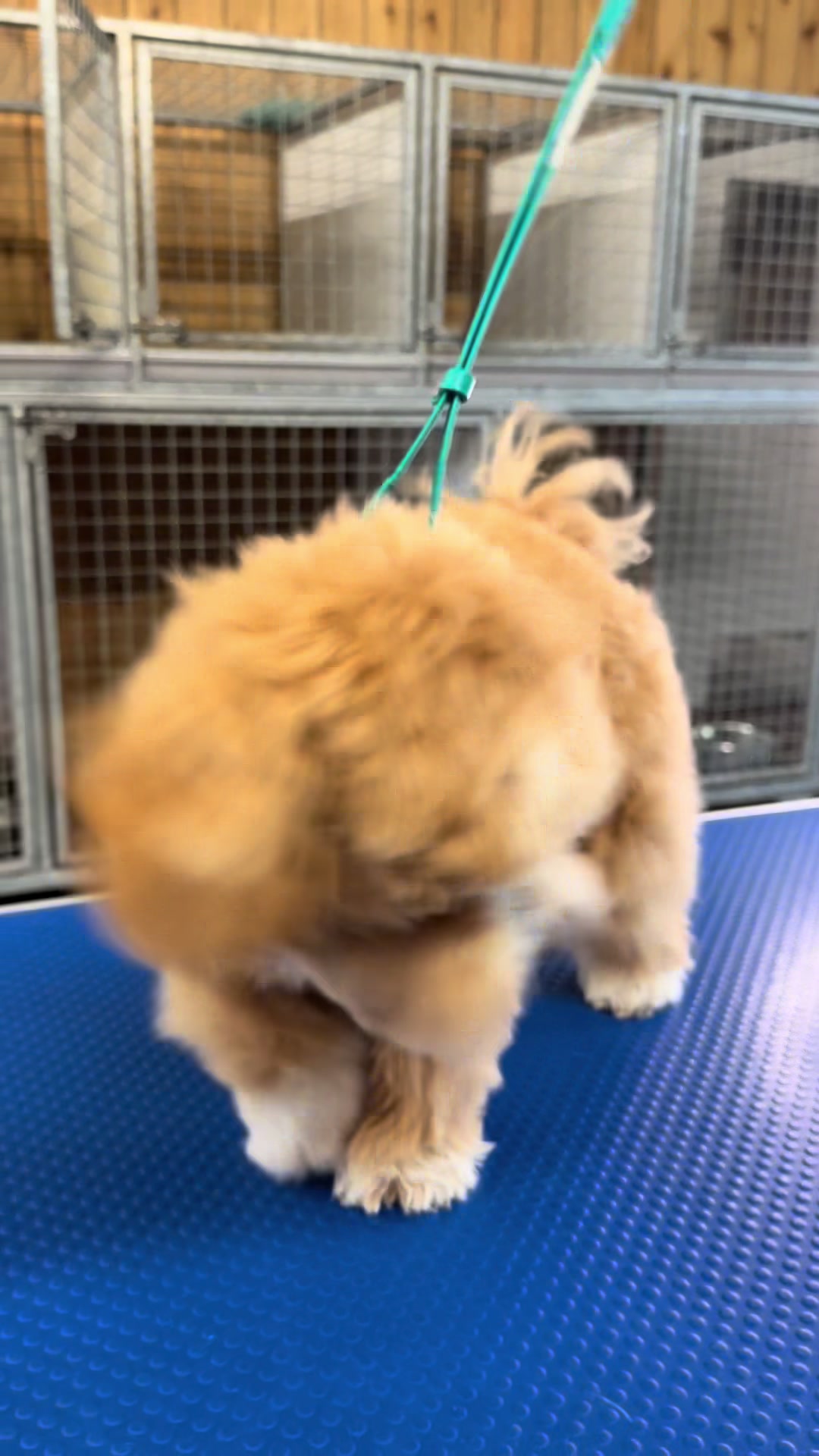 @Pet Angels