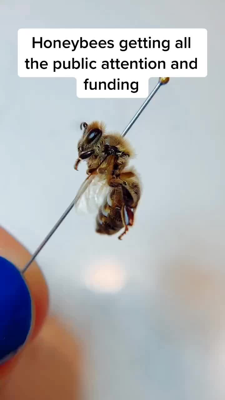 @Entomology Abby