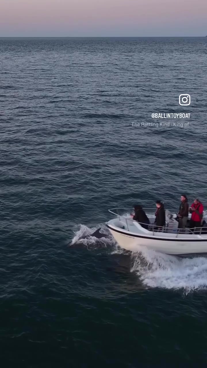 @Ballintoy Boat Tours