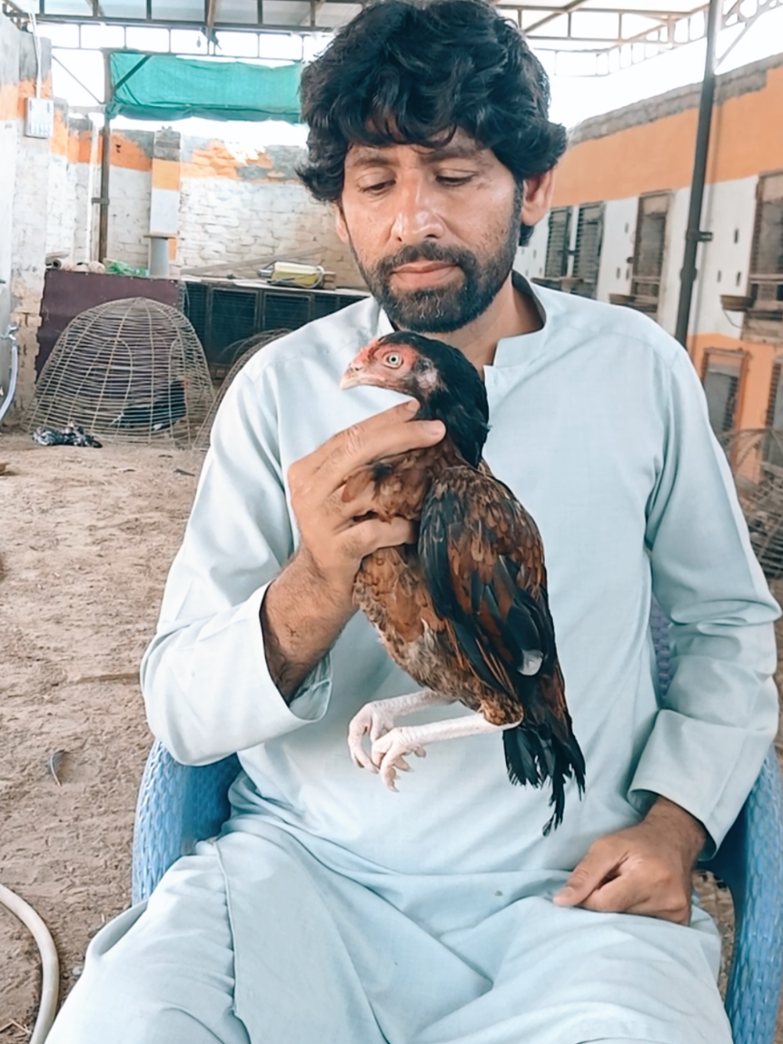 @Sajjad Aseel Farm