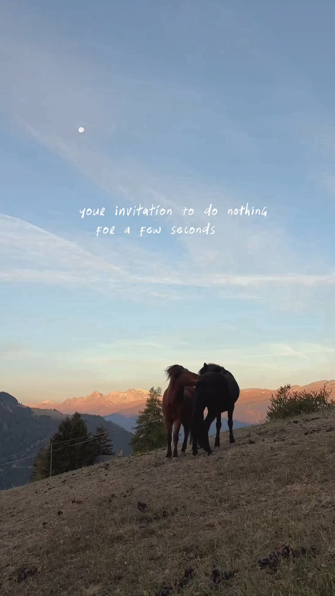 @Lorea ☾ Equine Imagery