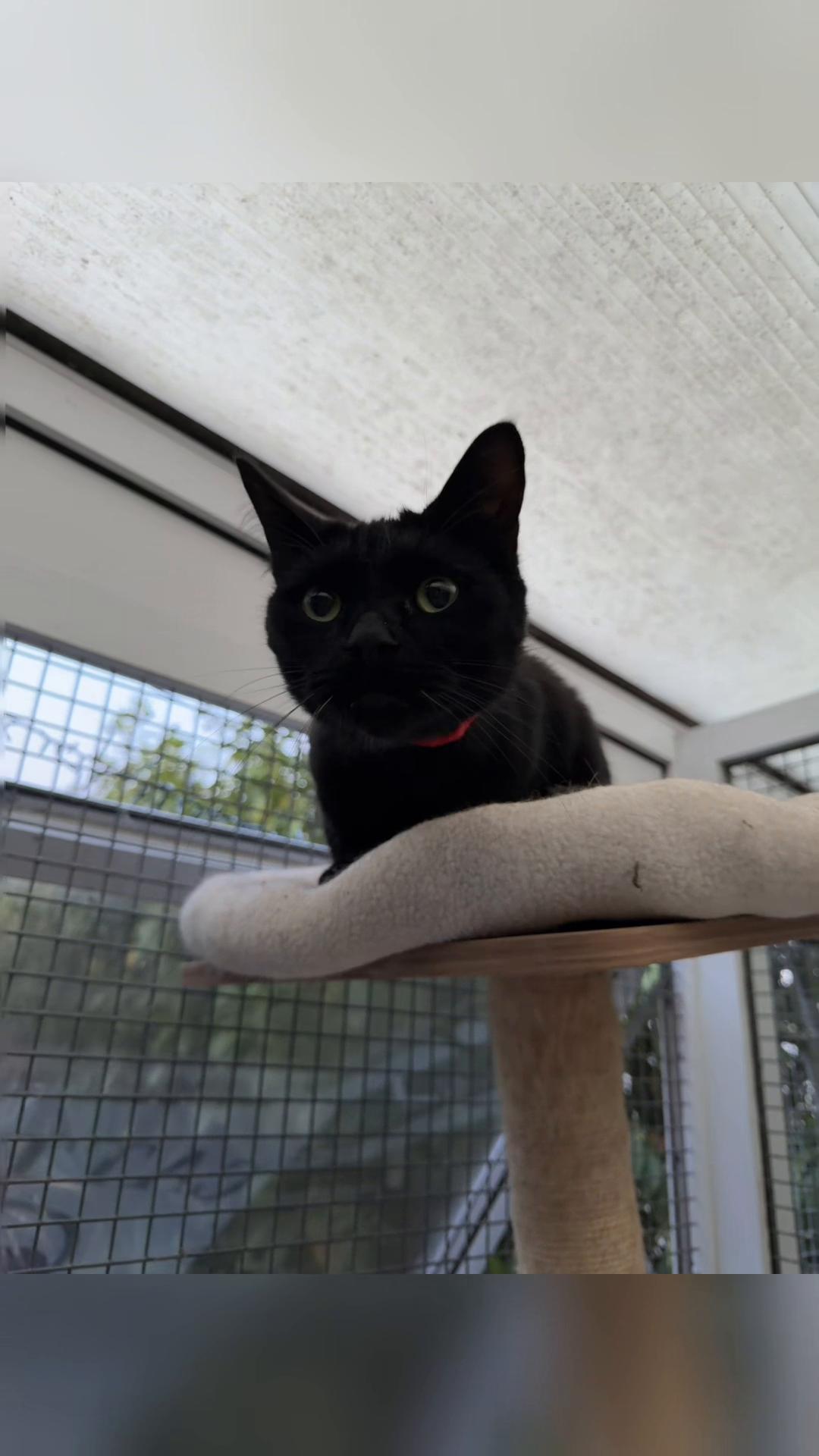 @Herongate Village Cattery