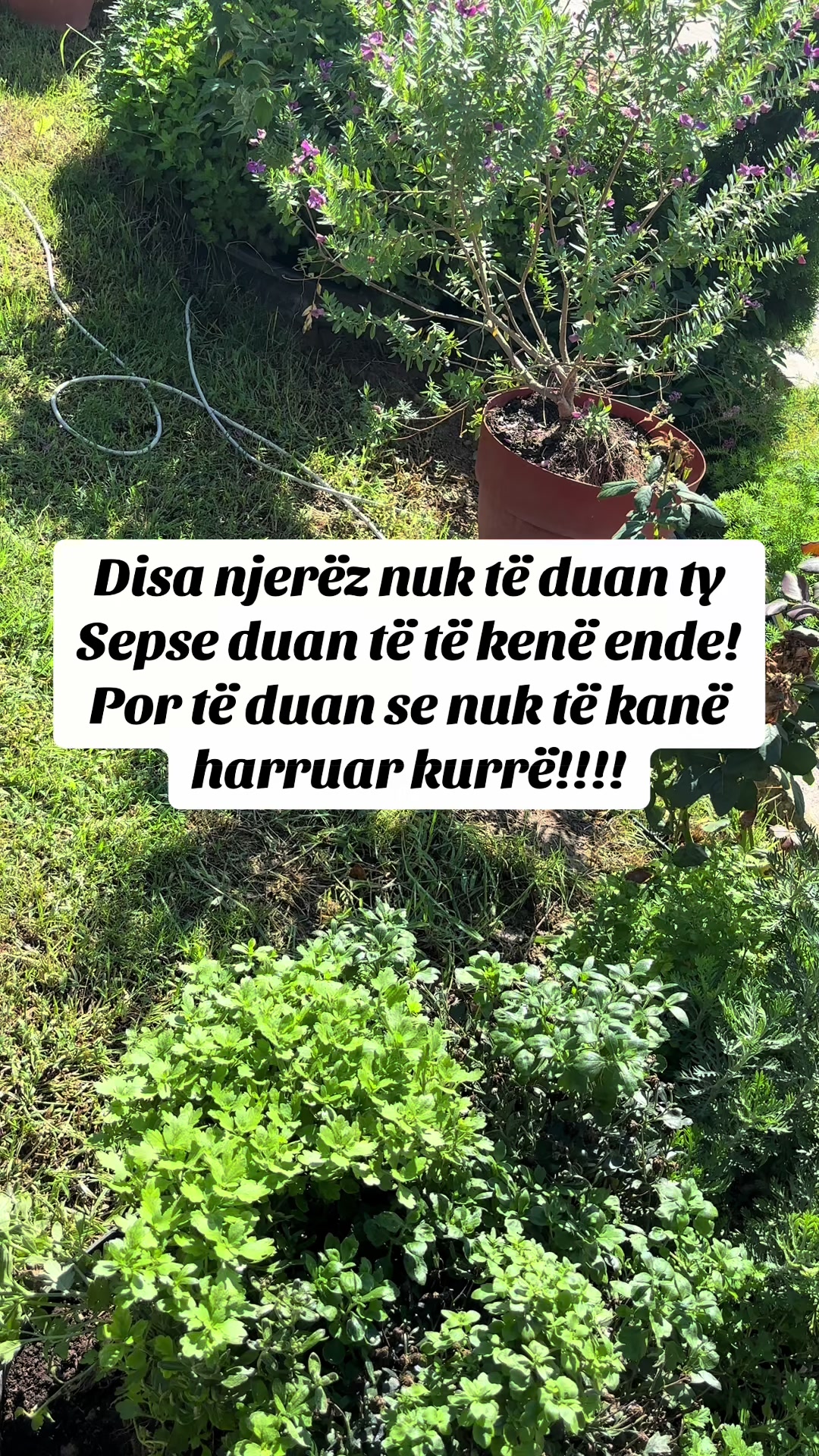 @🦋💎🇦🇱MIDE💎🦋🇦🇱