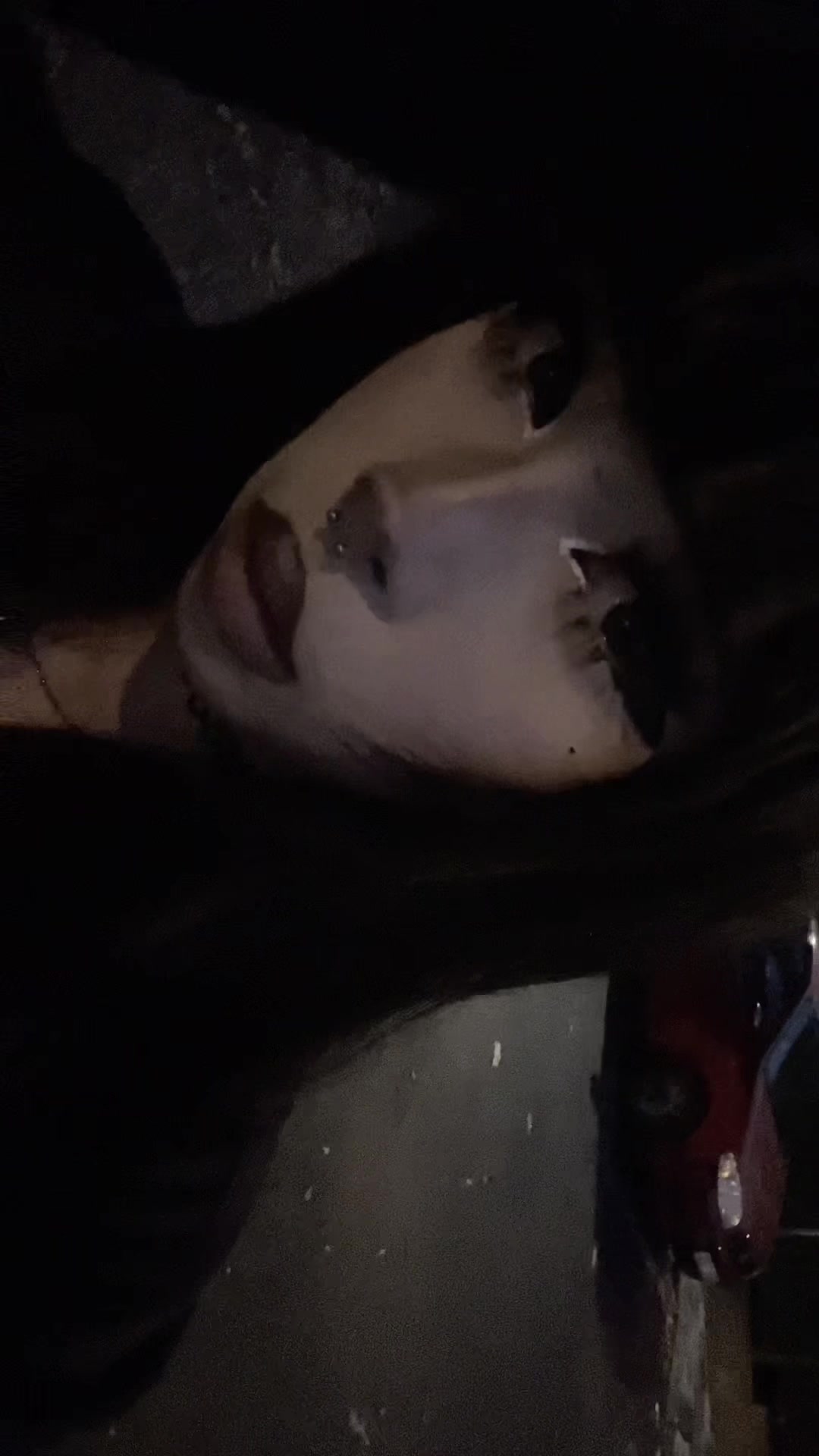 @૮₍ ˶•⤙•˶ ₎ა