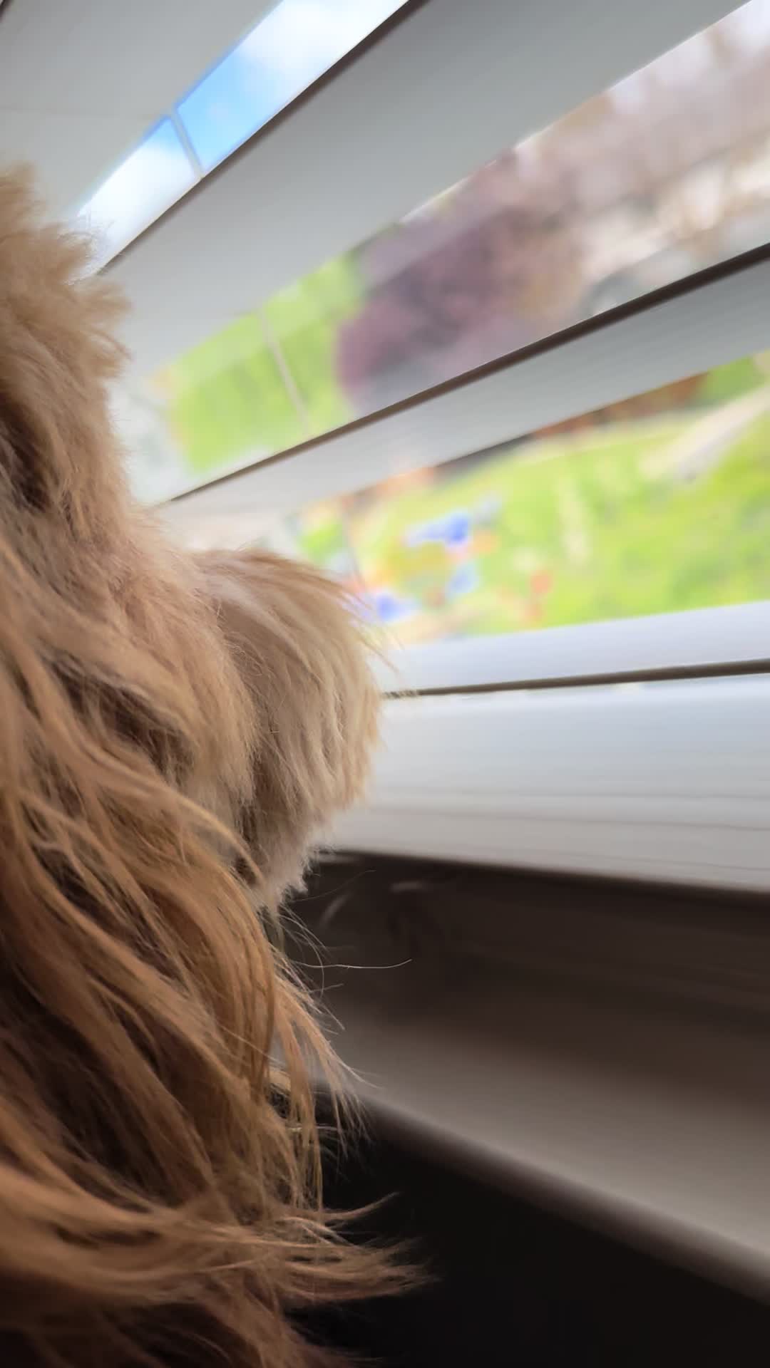 @TuckerTheTurlockDoodle
