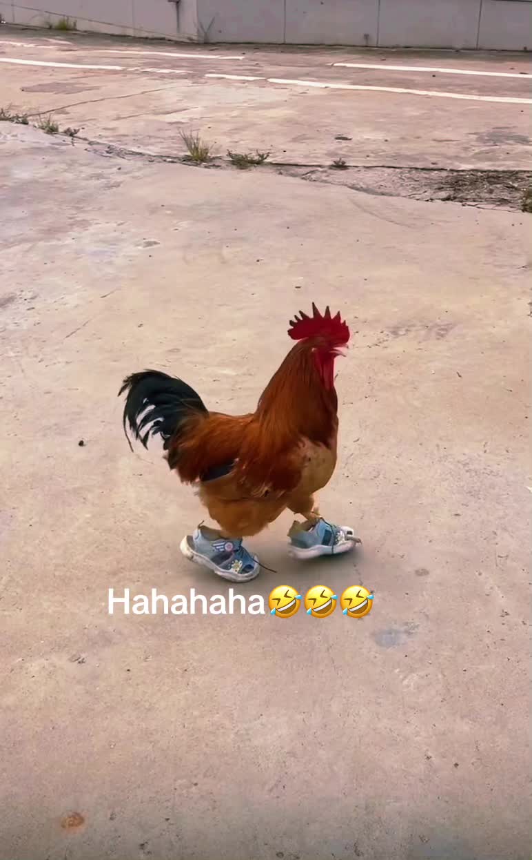 @user214163267829