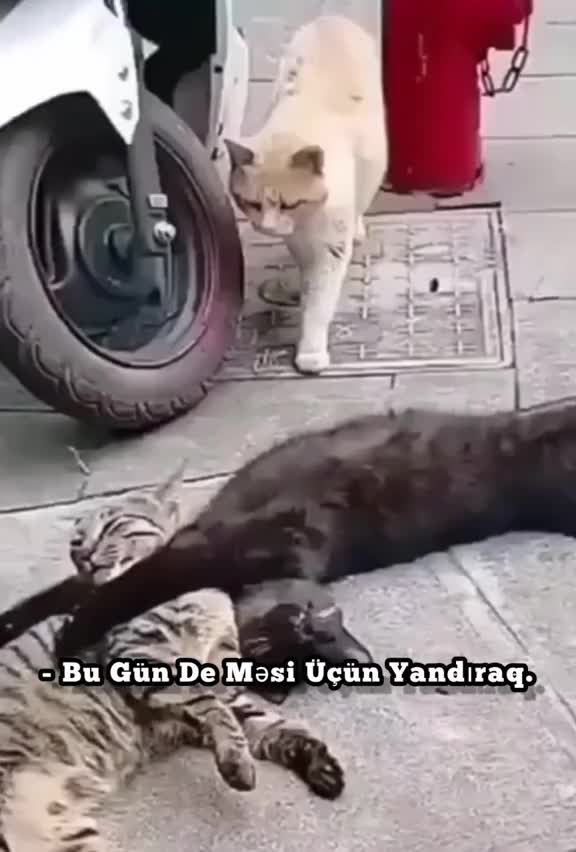 @Talış🖤