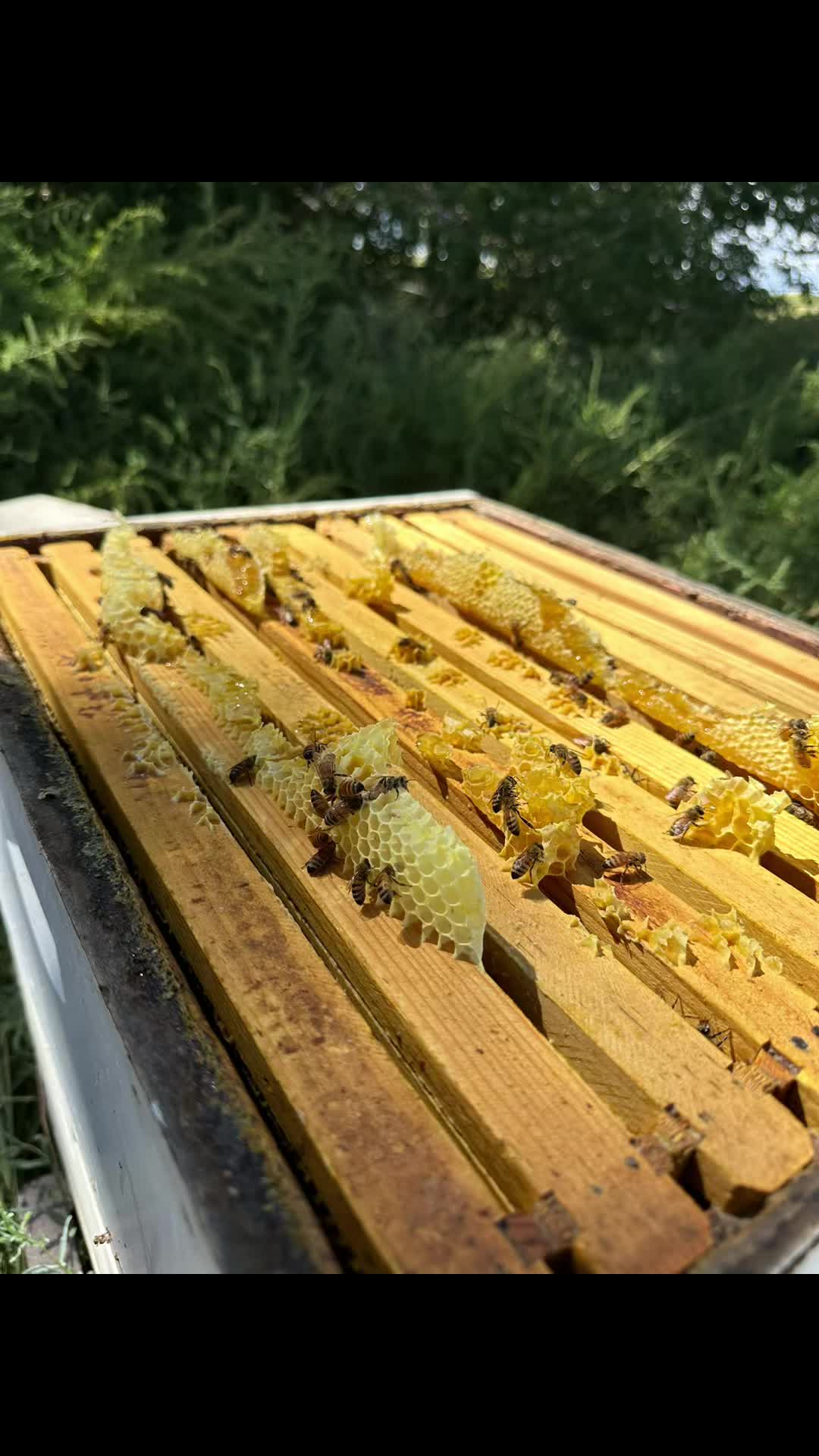 @SweetBeesFarms