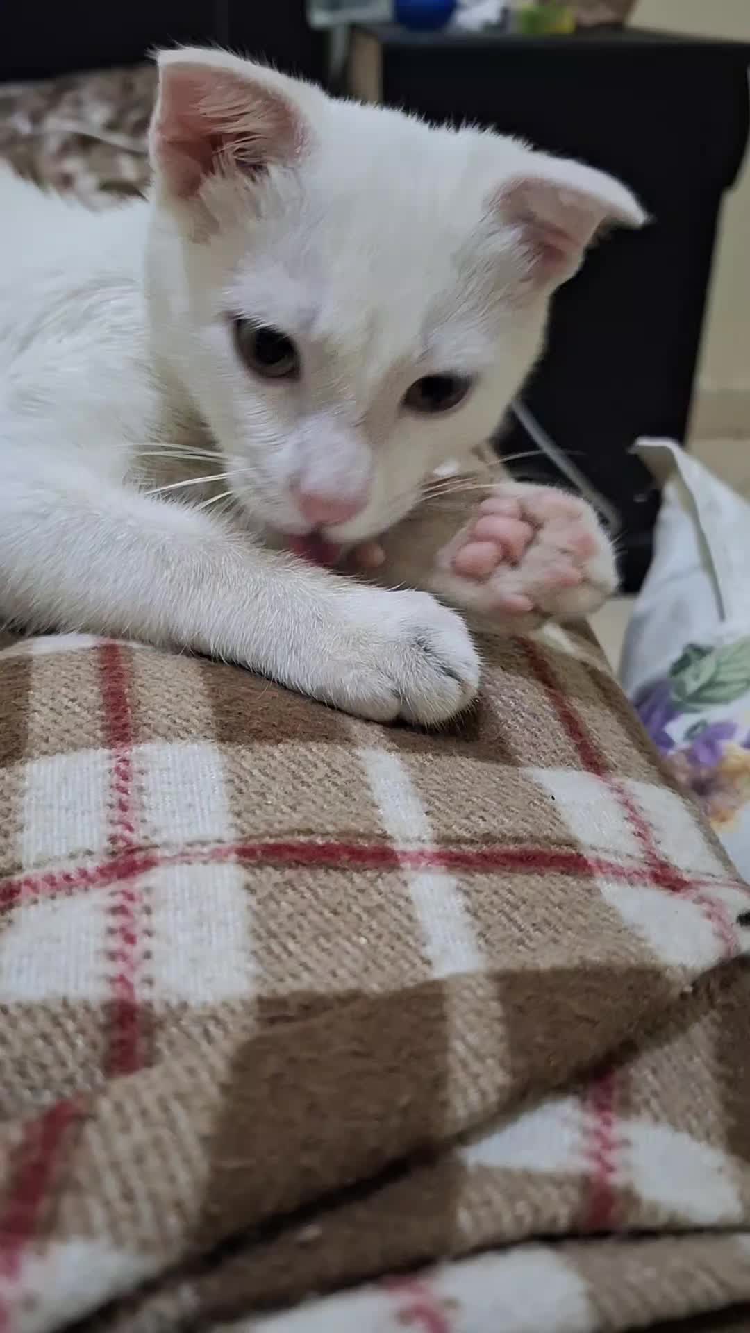 @White cat