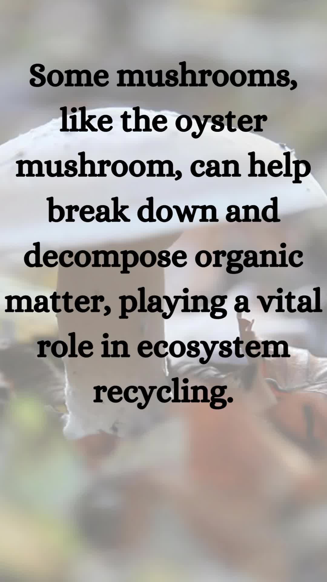 @TheFungiFeed