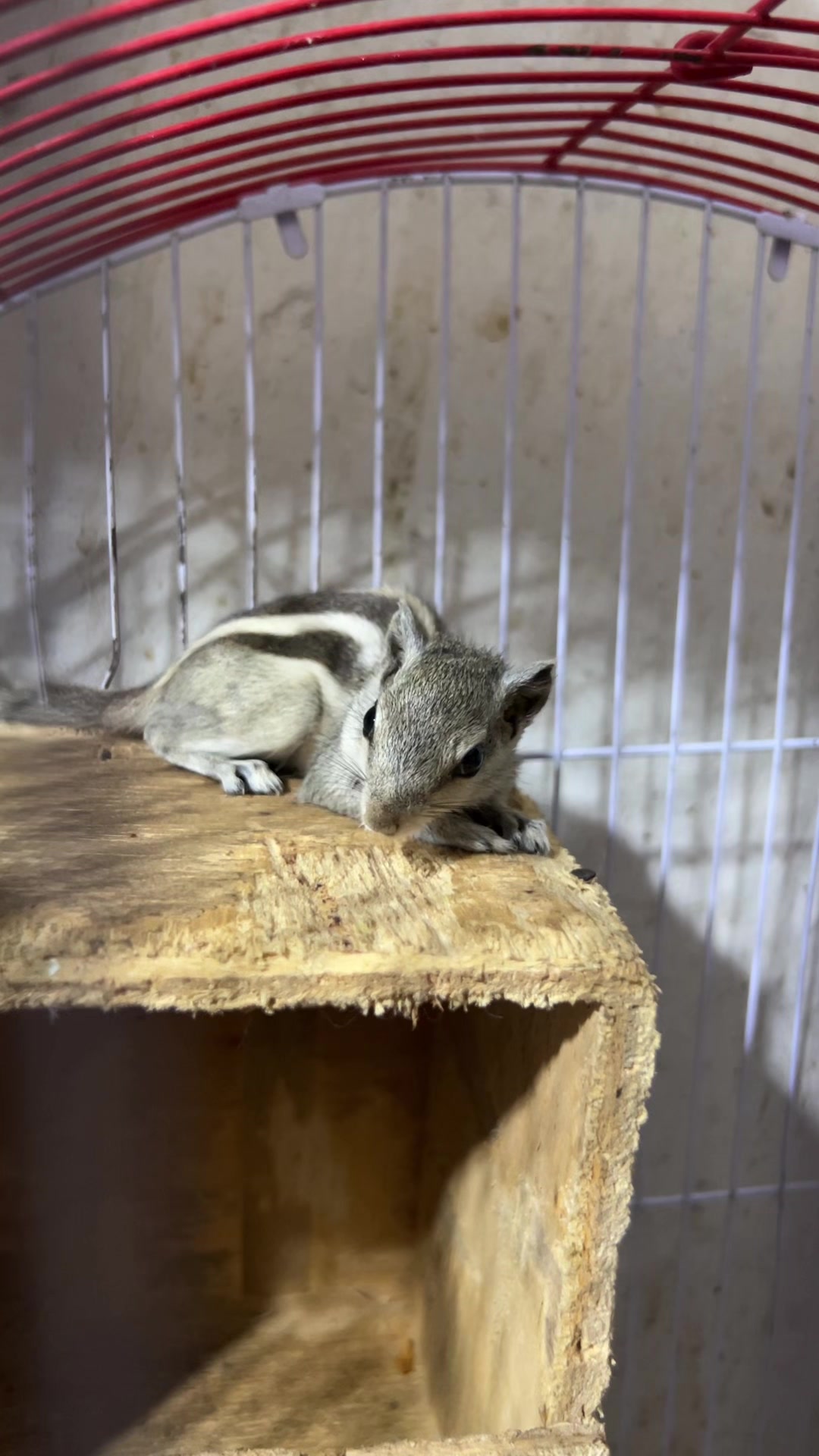 @Usama pet shop Karachi