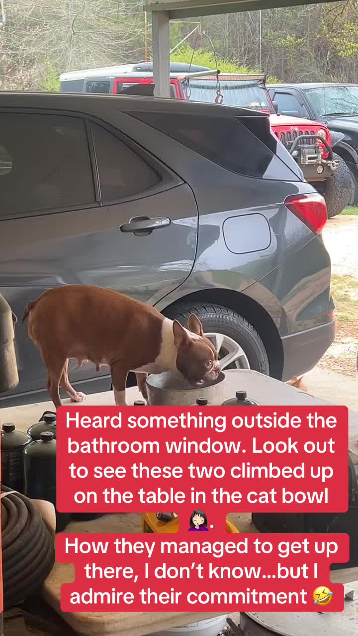 @SE Boston Terriers