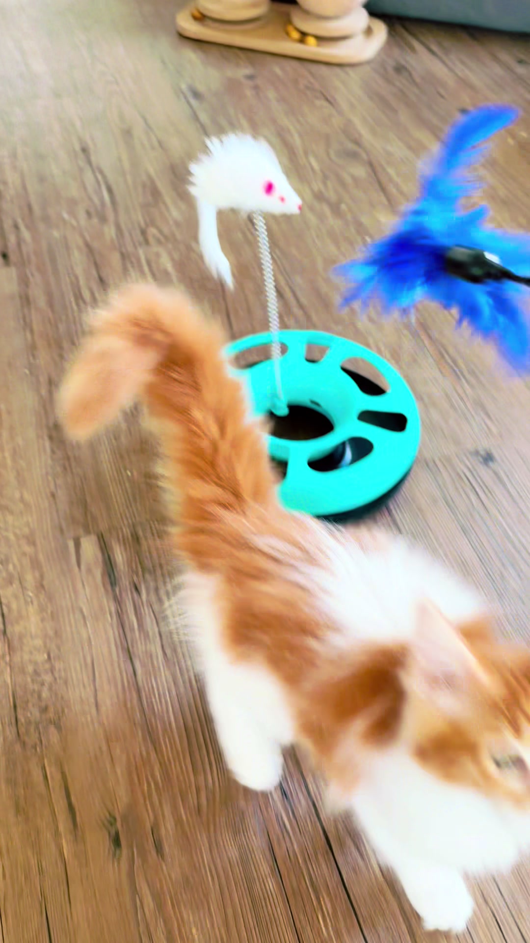 @Golden Maine Coon