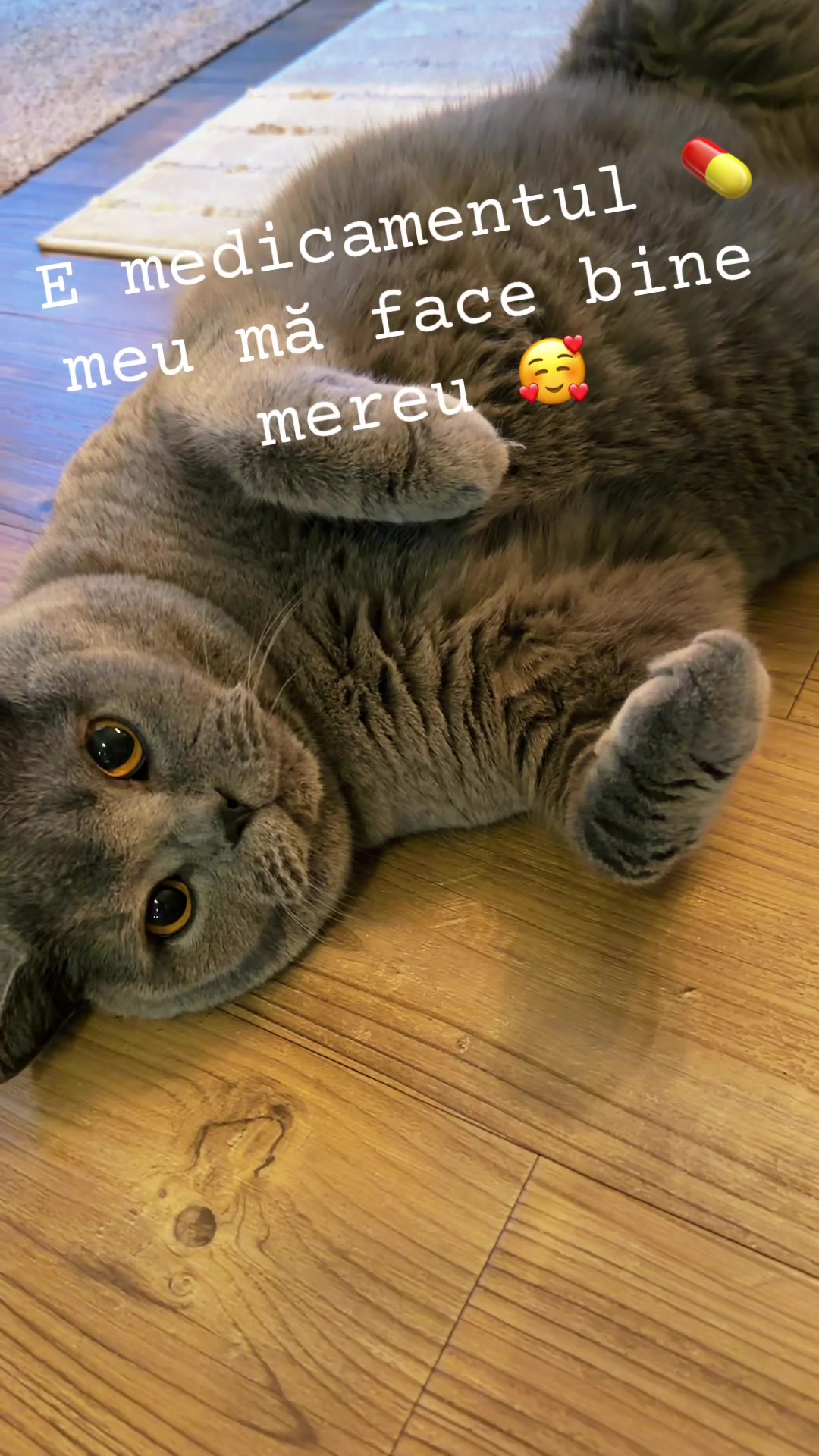 @Joy & Toulouse