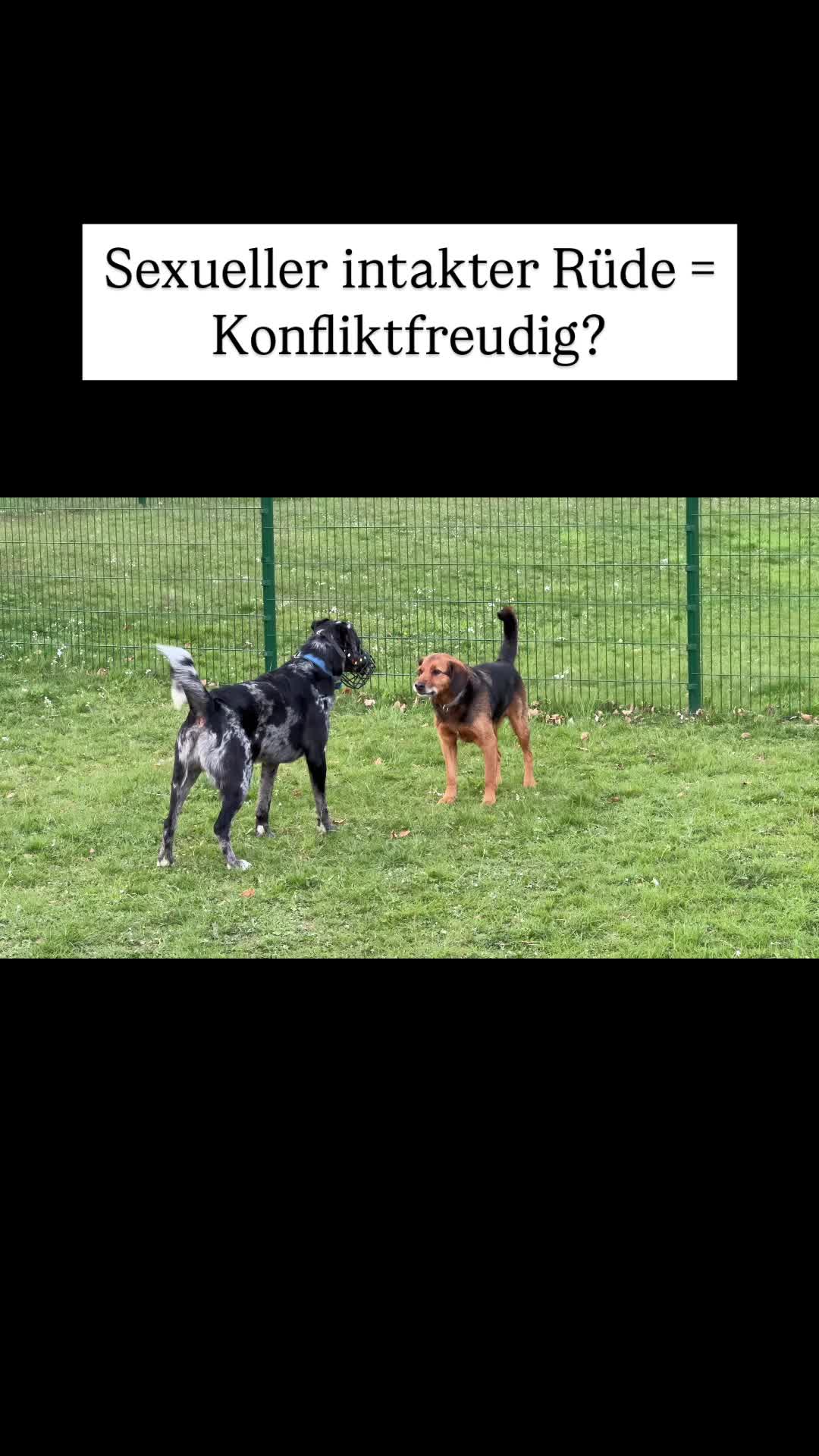 @alex_hundecoach