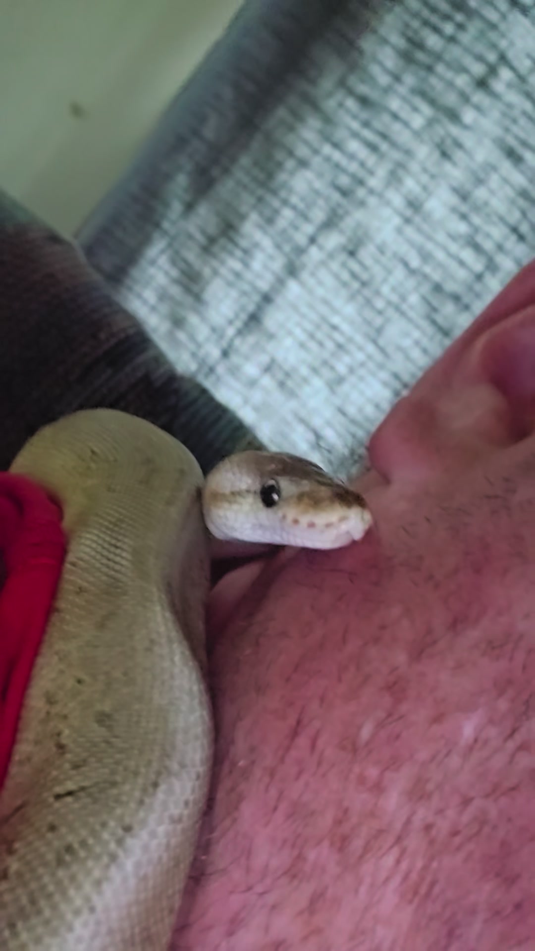 @mudcowpythons