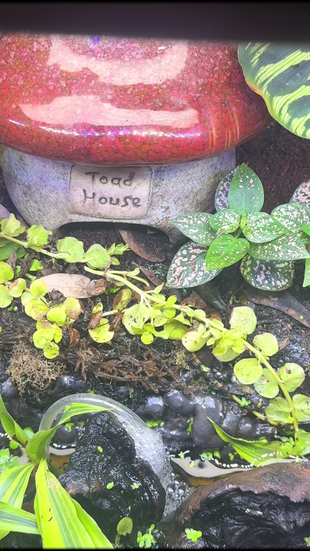 @JuliesSanctuary