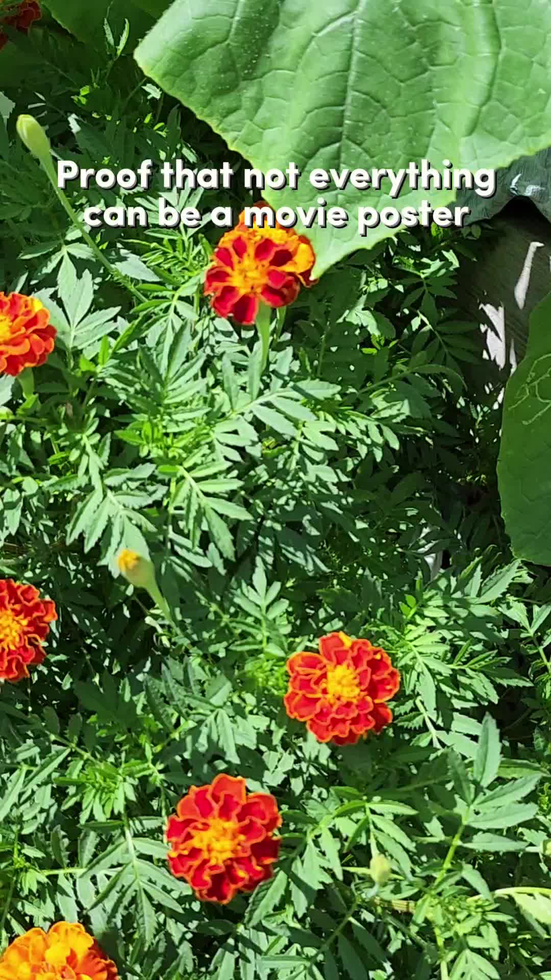 @Rescue My Plant