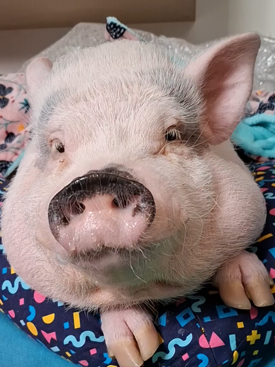 @🐷Ibi.pig🐷