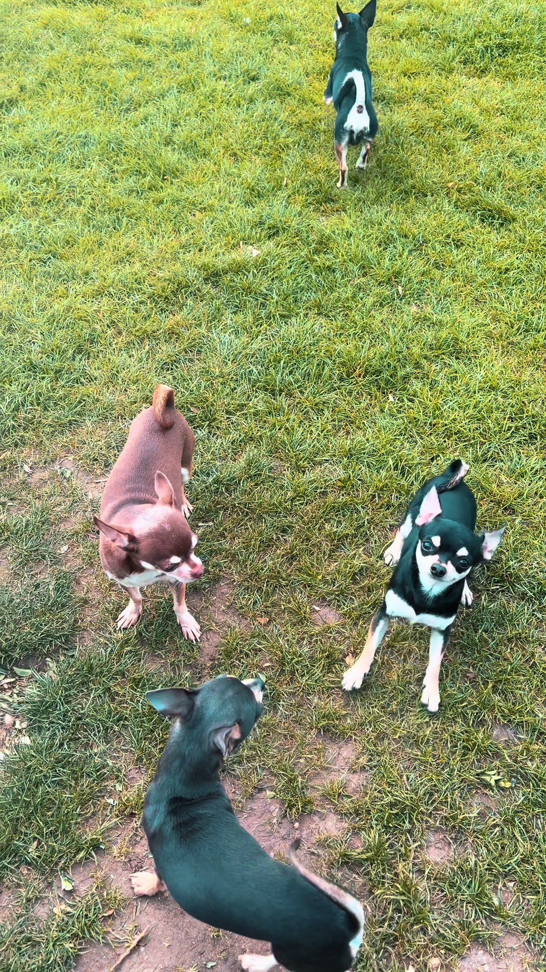 @Suffolk Chihuahuas