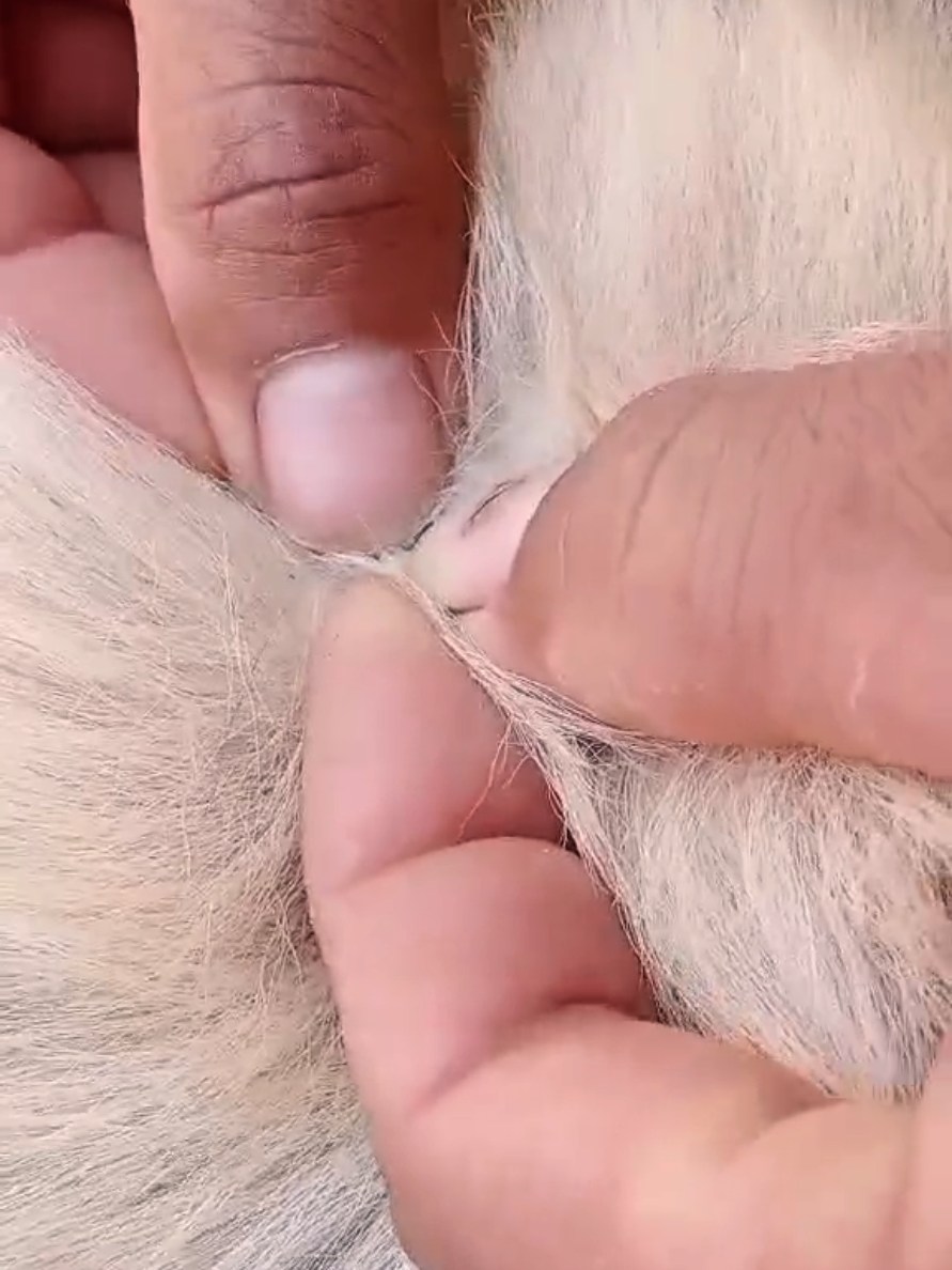 @dog757