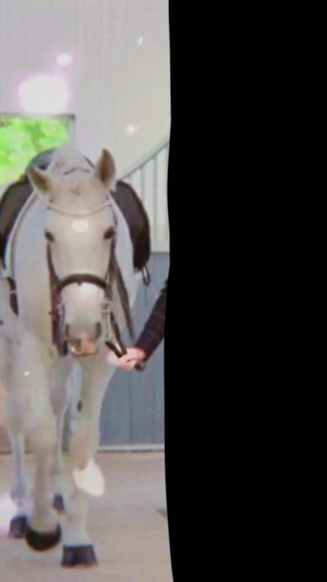 @FREE_REIN_ISMYLIFE FR🤭🐴🐴