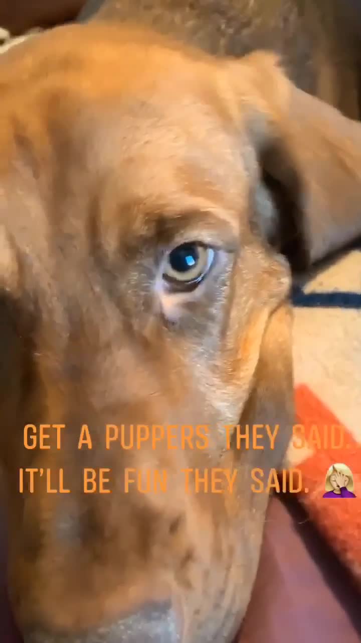 @RiverTheLiverHound