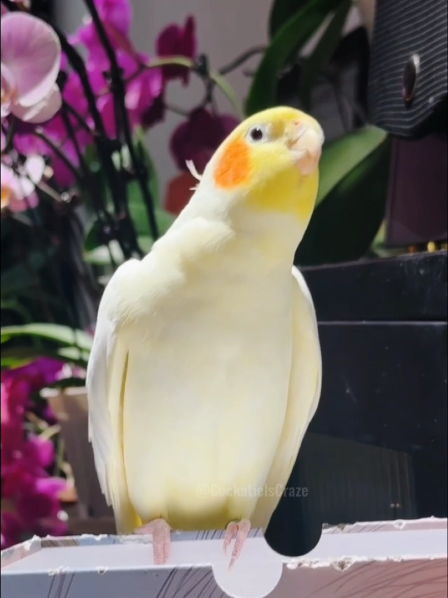 @Cockatiels Craze