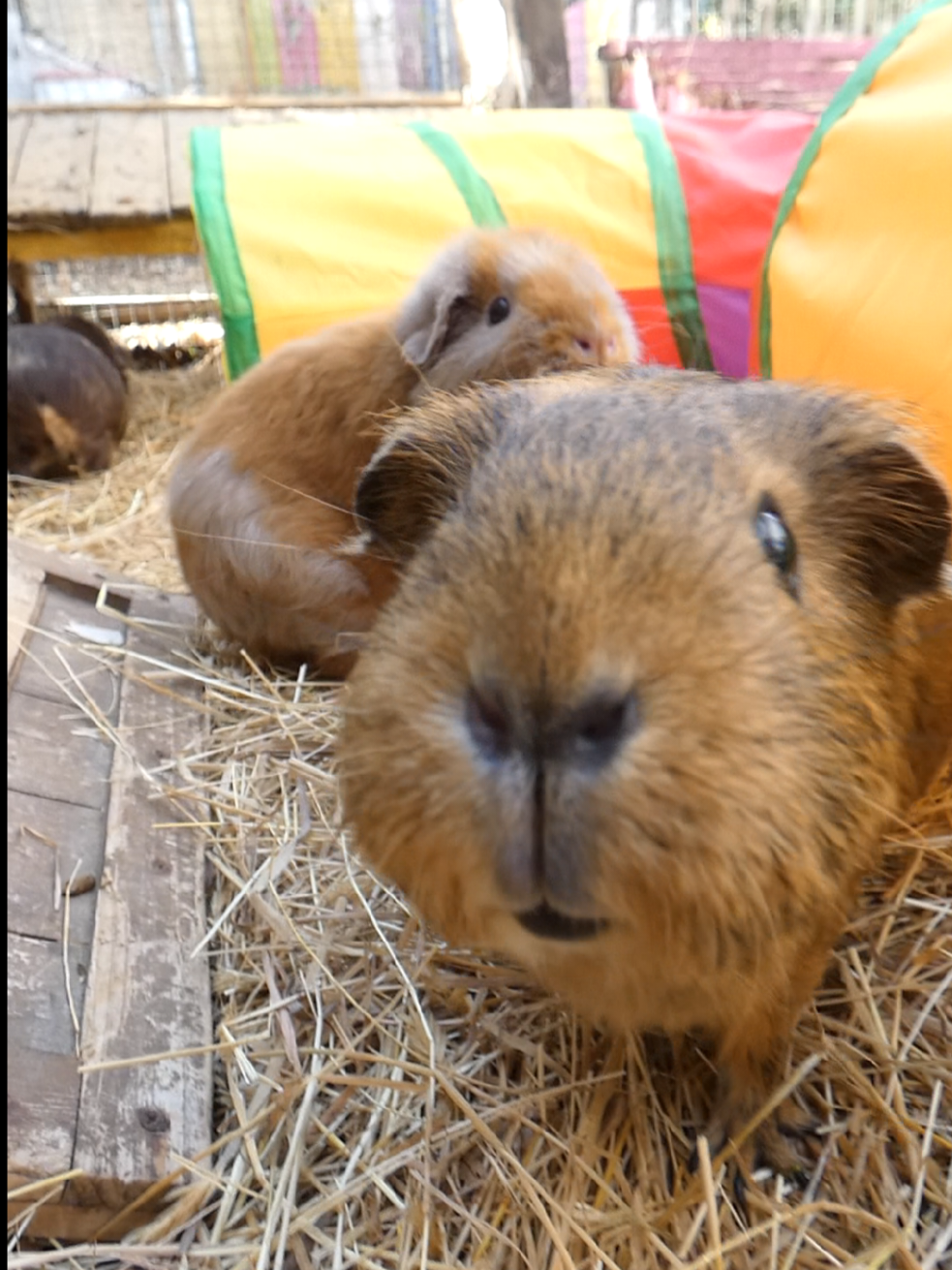 @Guinea Pig Dad