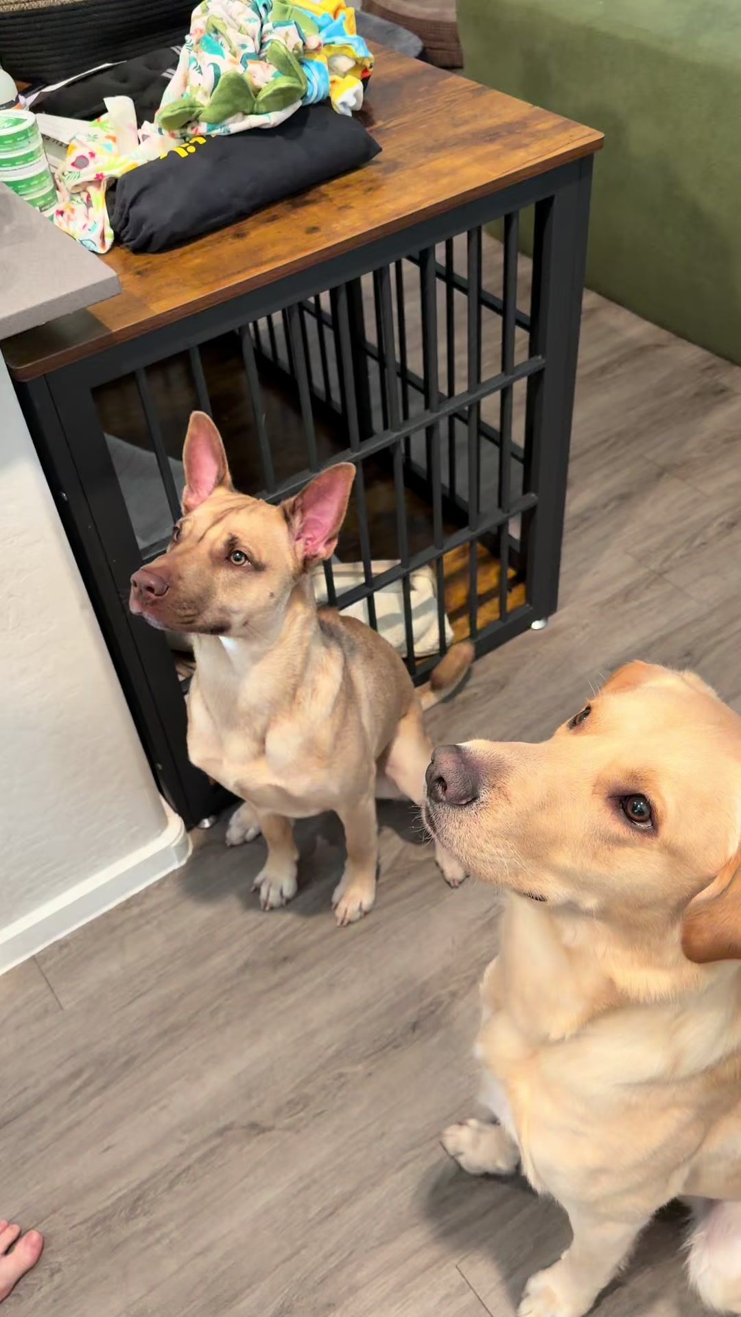 @🐾 Hope & Milo 🐾
