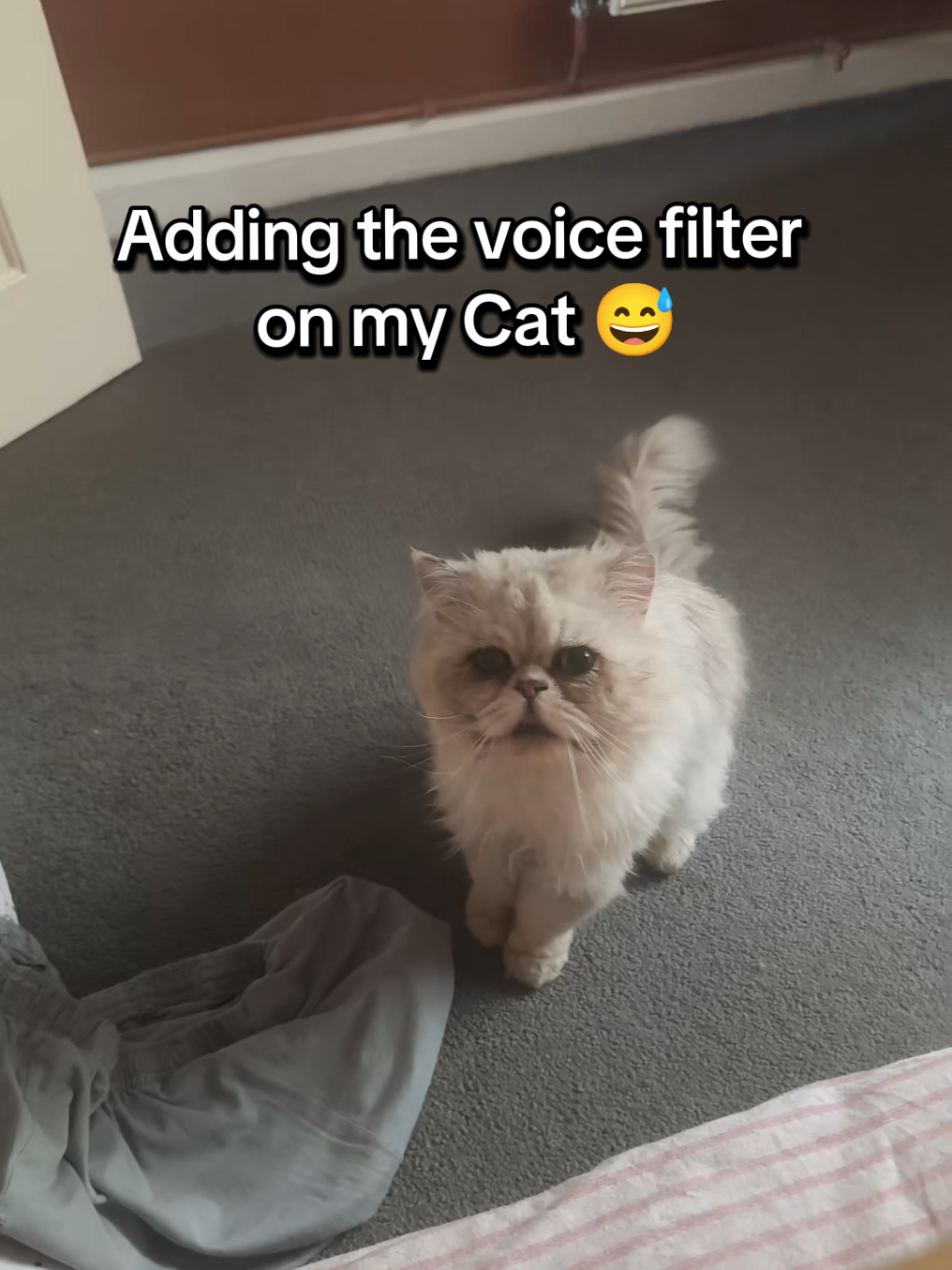 @Hi Simbi & Gizmo