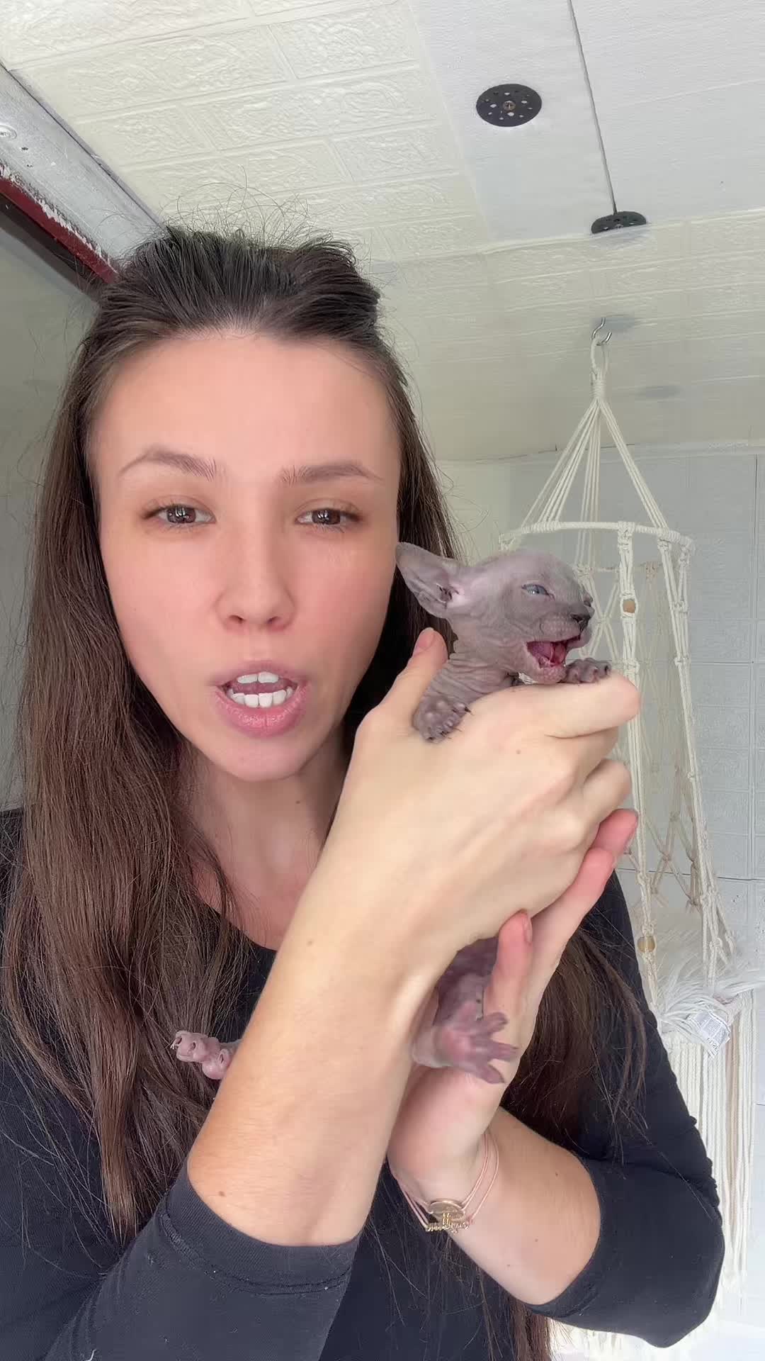 @Diana Ciortan Sphynx Romania
