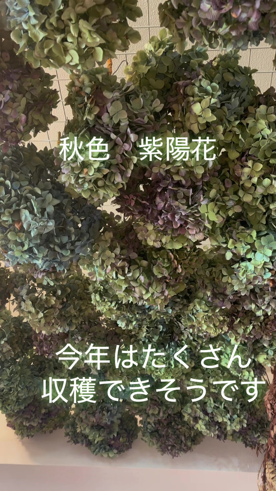 @河口湖ハーブ館