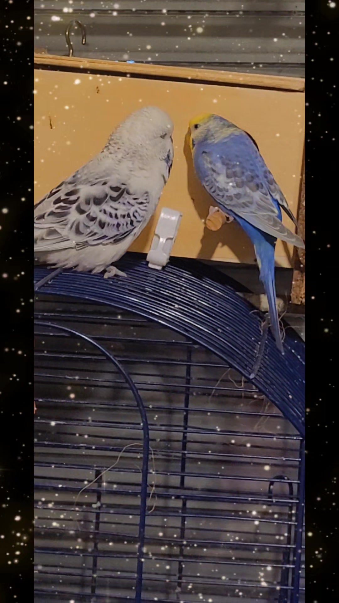 @Taha the Budgie