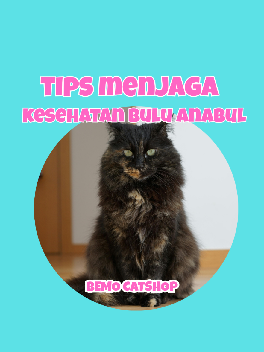 @Bemo Catshop
