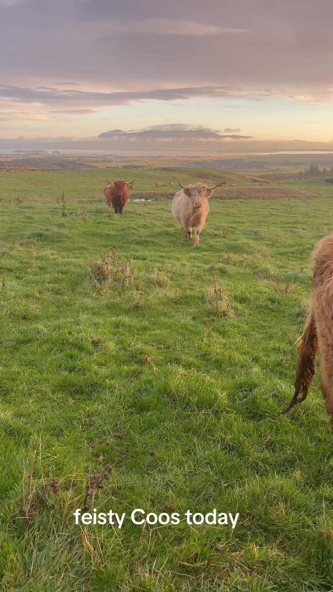 @Highland Coo Clan