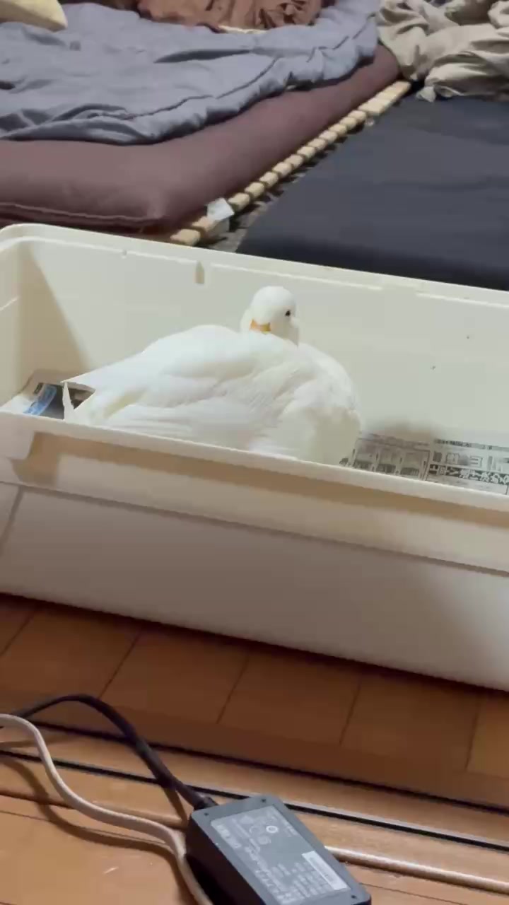@モッチャン